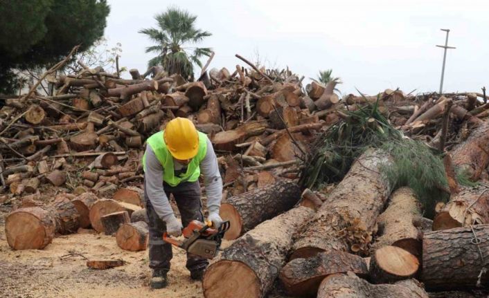 İhtiyaç sahiplerinin odunları park ve bahçelerden