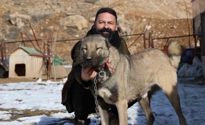 İklim değişikliği kangal köpeklerinin yapısını değiştirdi