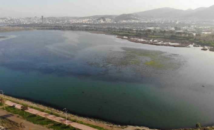 İzmir İnciraltı sahilini deniz marulu sardı