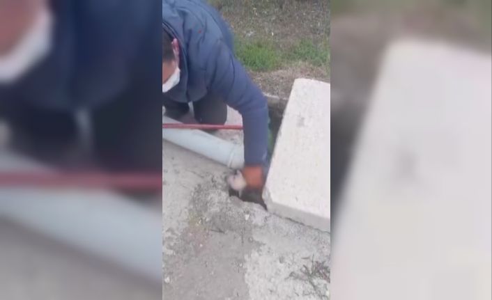 Kanalizasyon kuyusuna düşen 3 yavru köpeğin yardımına vatandaş koştu