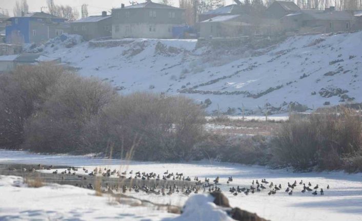 Kars’ta Yaban ördekleri bir arada görüntülendi