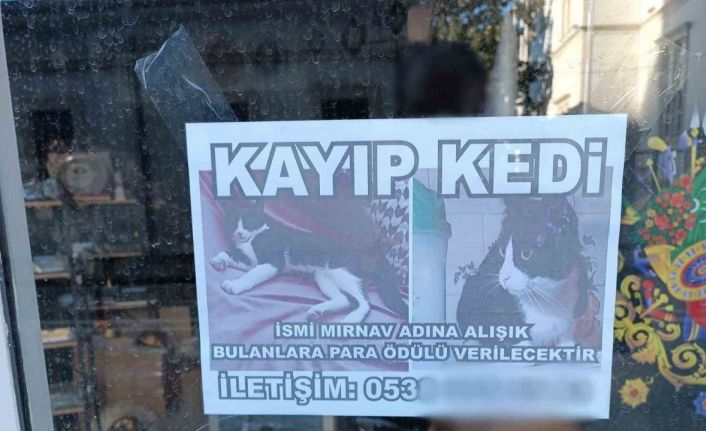 Kayıp kediyi bulana para ödülü