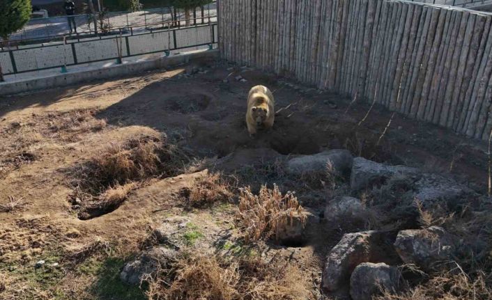 Kayseri’deki ayılar kış uykusuna yatmadı