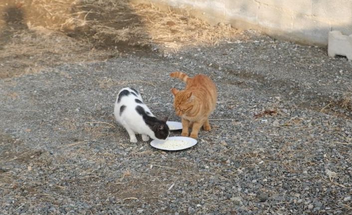 Kediyle orijinal ve sahte peynir testi