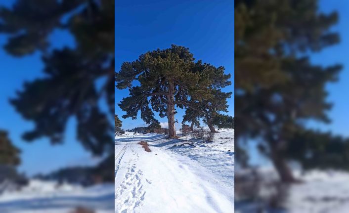 Kırka Mahallesi beyaza büründü