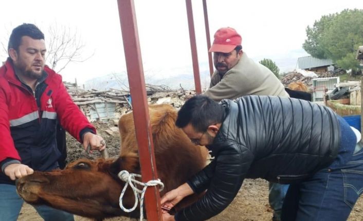 Koçarlı’da hayvan sağlığı çalışmaları sürüyor