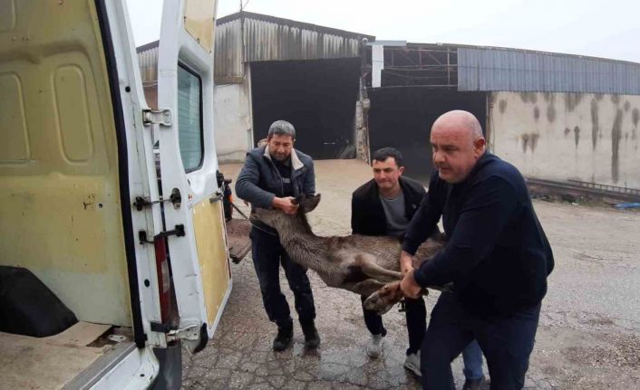 Köpeklerin saldırısına uğrayan karaca, vatandaşlar tarafından kurtarıldı