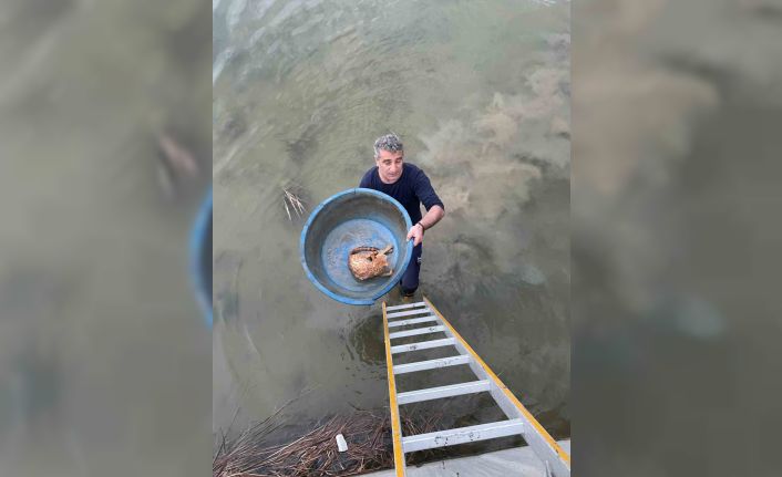 Köprü altında mahsur kalan kediyi itfaiye kurtardı