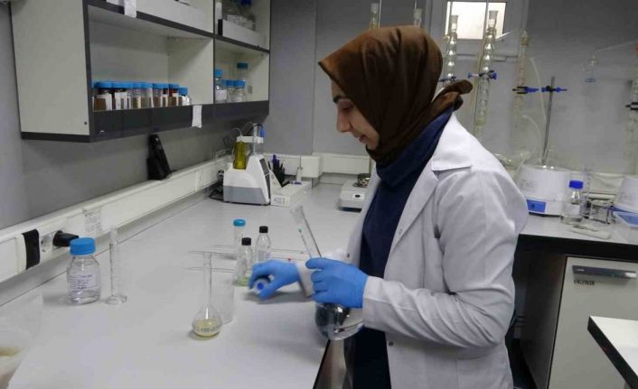 Kuru kayısıya ihracat öncesi kapsamlı inceleme