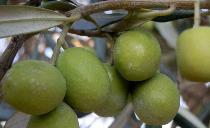 Mersin’de 150 bin  ton zeytin rekoltesi elde edildi