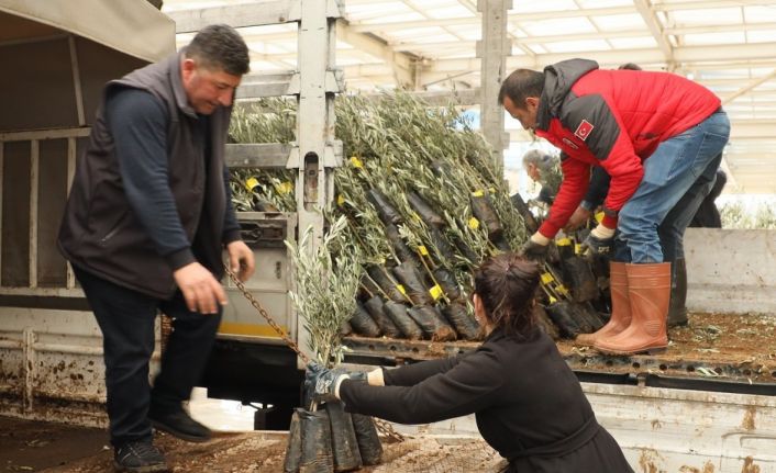 Muğla’da 20 bin zeytin fidanı toprakla buluştu