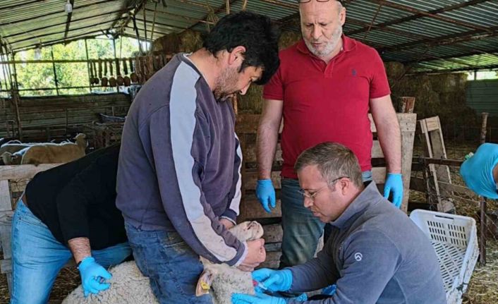 Muğla’da akabane hastalığına karşı önlemler alındı