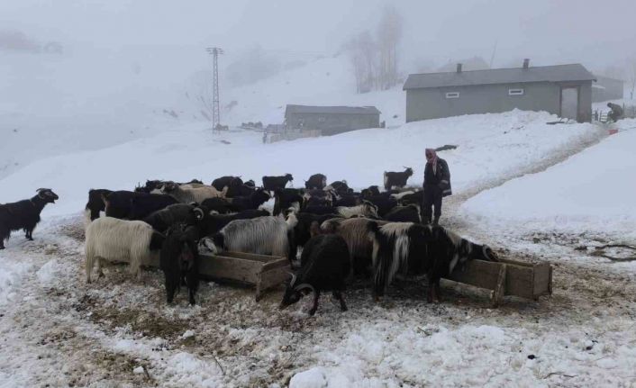 Muş’ta besiciler karla mücadeleye devam ediyor