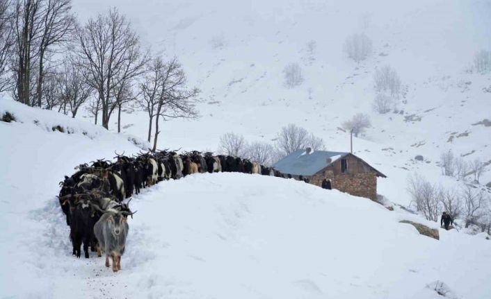 Muş’ta besiciler zorlu kış şartlarına meydan okuyor