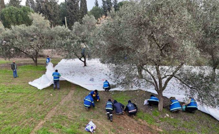 Nazilli Belediyesi’nden zeytin hasadı