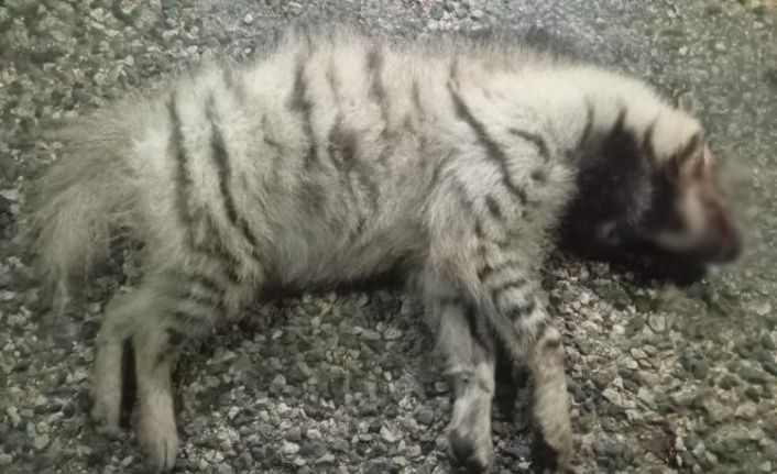 Nesli tükenme tehlikesi altındaki çizgili sırtlan öldü