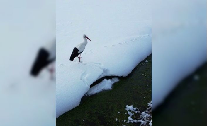 Özalp’te iki leylek dondurucu soğuğa direniyor