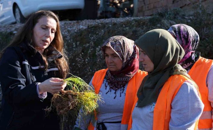 Safran ve salep fideleri Manavgat’ta toprakla buluştu