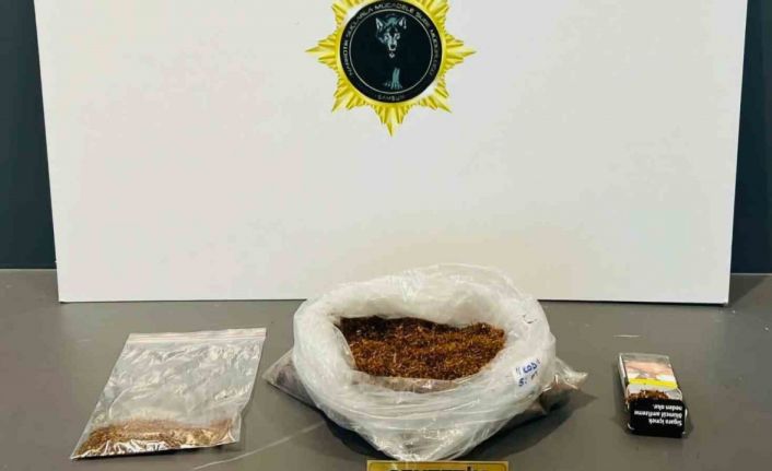 Samsun’da 246 gram bonzai ile yakalanan şahsa gözaltı