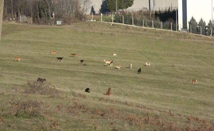 Samsun’un kırsal mahallelerinde başıboş köpek istilası: Mahalleli korku içinde