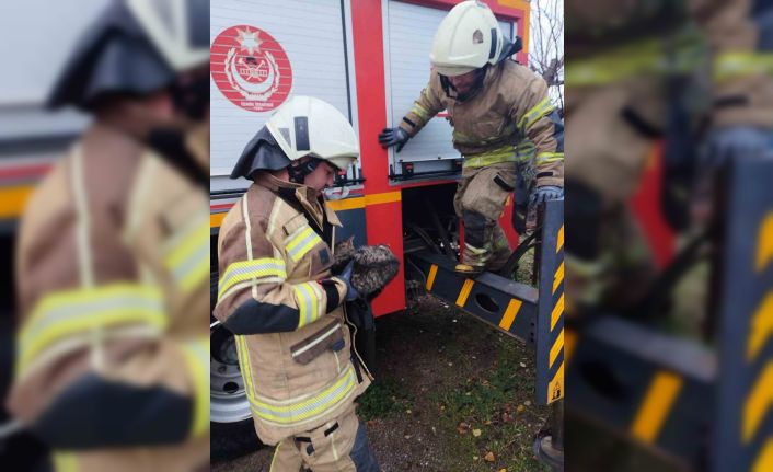 Sansardan korkup ağaca çıkan kedi kurtarıldı