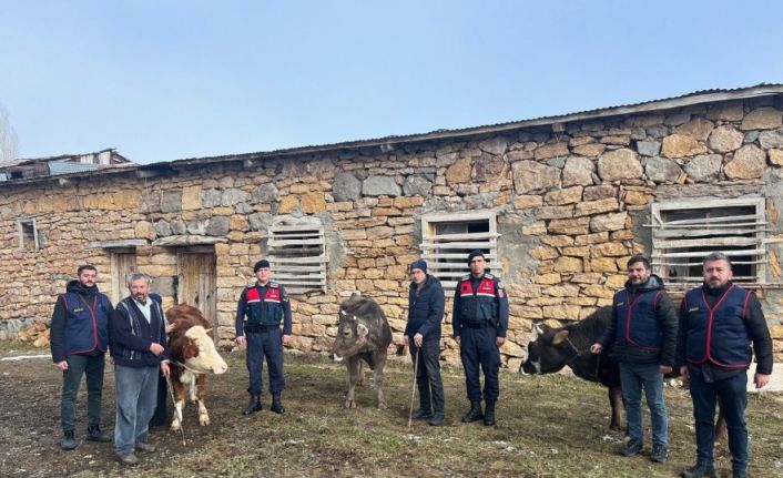 Sivas’ta büyükbaş hayvan çalan 4 kişi tutuklandı