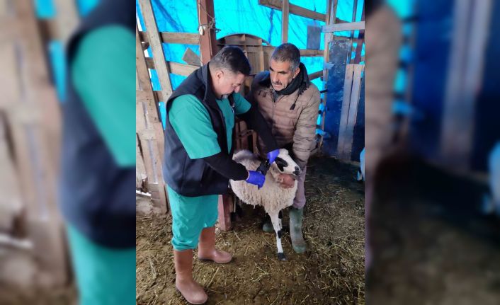 Söke’de küçükbaş hayvanların aşılanması devam ediyor