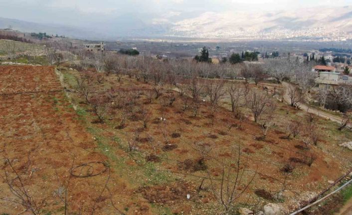 Suriye’de rejimin engellediği tarım yeniden başladı