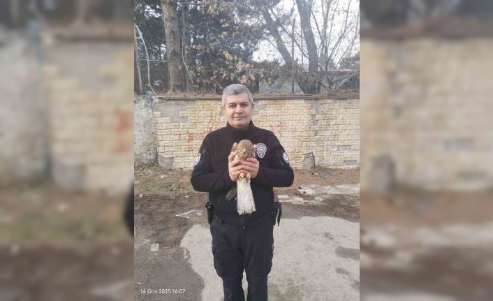 Tatvan’da yaralı şahin yavrusu bulundu