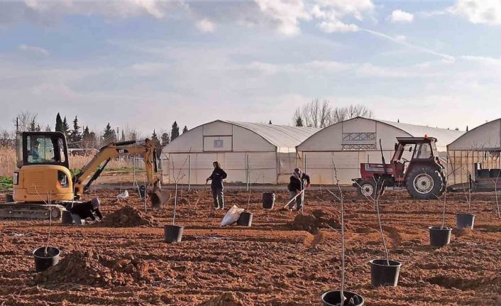 Tekirdağ’da 500 meyve fidanı toprakla buluşuyor