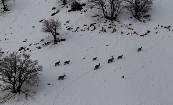 Tunceli’de vadilere inen yaban keçileri görüntülendi