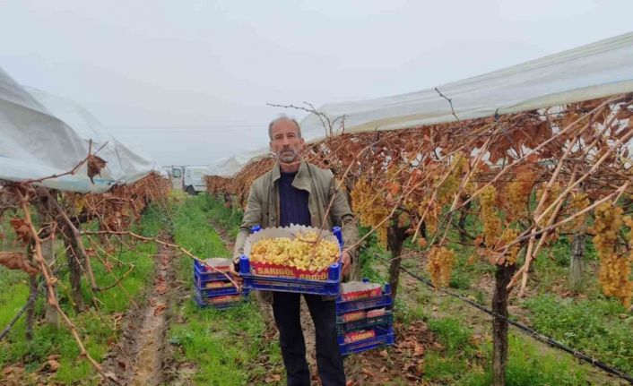 Üzümde Türkiye’nin rekabet gücünü artırıyorlar