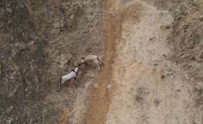 Yaban keçilerinin sarp kayalıklardaki kavgası dronla görüntülendi