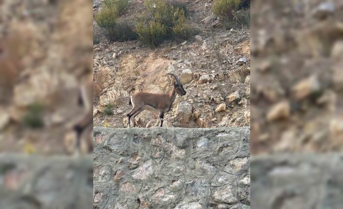 Yaban keçisini avladı, "Domates yıkıyordum" savunmasıyla şaşırttı