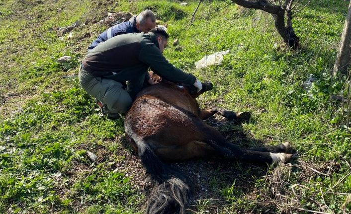 Yaralı halde bulunan yılkı atı tedavi edildi