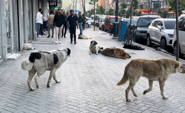 Yüksekovalı vatandaşlar tepkili: "Sokak köpekleri bir an önce toplatılsın"
