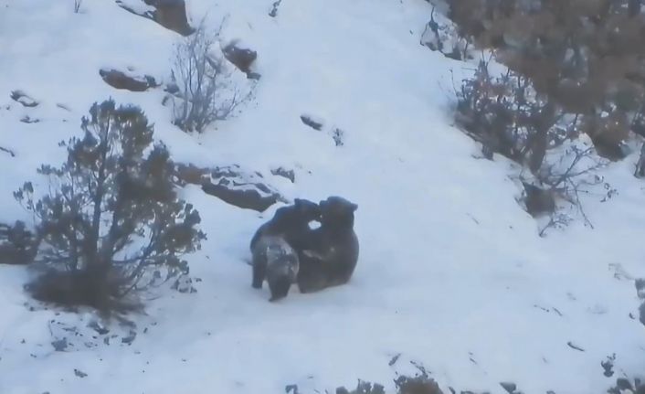 Anne ayının yavruları ile kar üzerinde oyunu fotokapana yansıdı