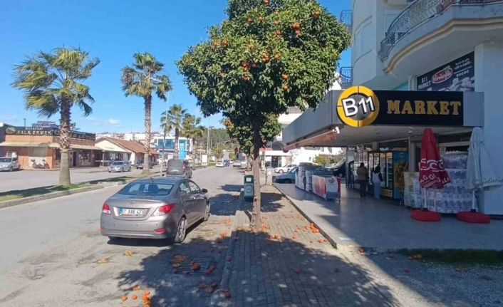 Antalya’da şiddetli fırtına turunçları dallarından koparıp yola savurdu