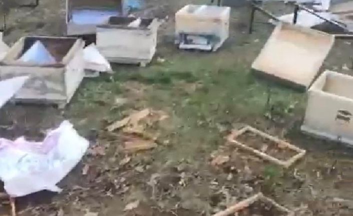 Balıkesir’de ayıların arı kovanlarına saldırısı: Vatandaşlara uyarı