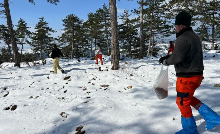 Bolu’nun ormanlarına tohum takviyesi