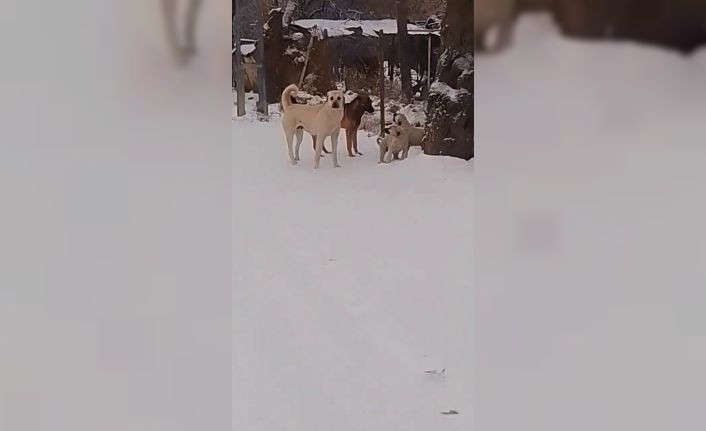 Boylarından büyük işe kalkıştılar: Yavru köpekler, köpek sürüsüne kafa tuttu