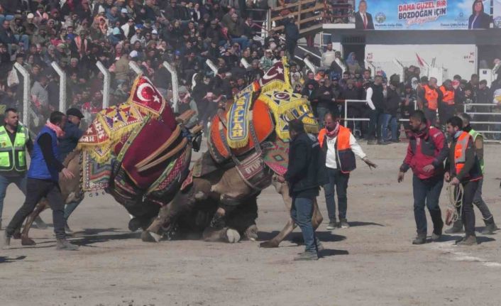 Bozdoğan’daki deve güreşi festivali, renkli görüntülere sahne oldu