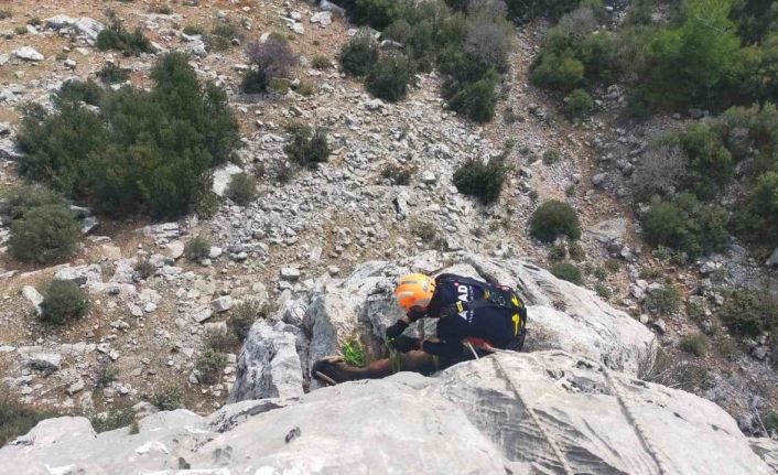 Burdurda dağlık alanda mahsur kalan keçileri AFAD ekipleri kurtardı