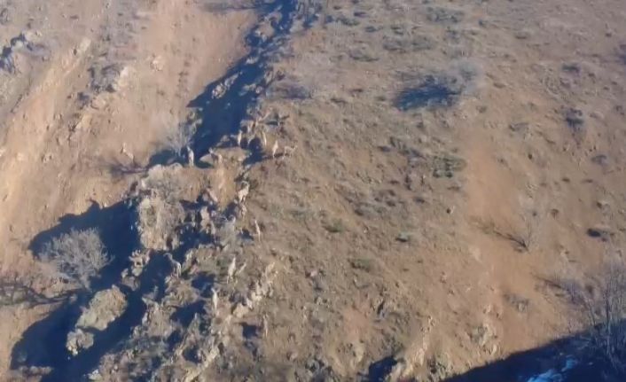 Dağ keçileri sürü halinde görüntülendi