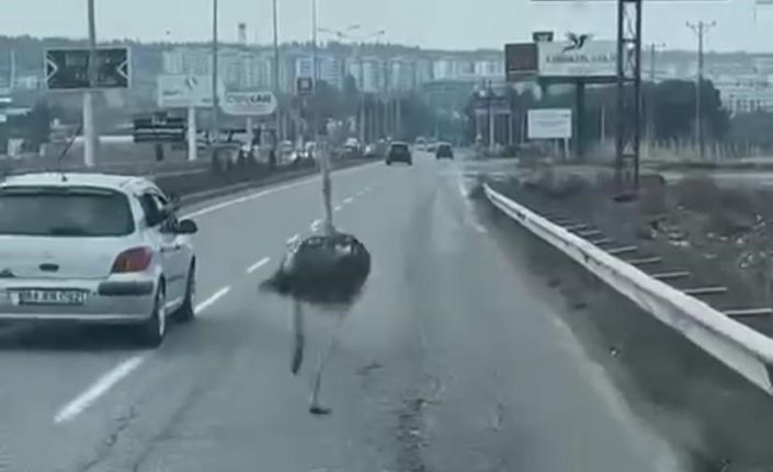 Diyarbakır’da trafikte deve kuşu şaşkınlığı
