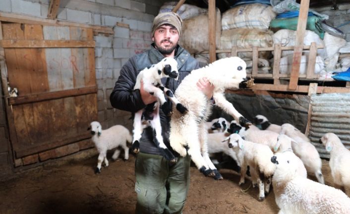 Erzincanlı besiciler gece gündüz kuzu nöbetinde