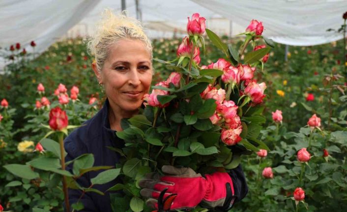 İthal gül, yerli gülün fiyatını düşürdü