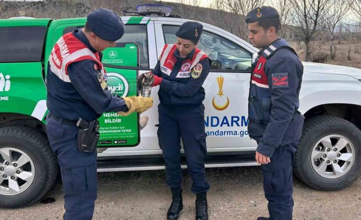 Jandarma, yaralı baykuşa elleriyle su verdi