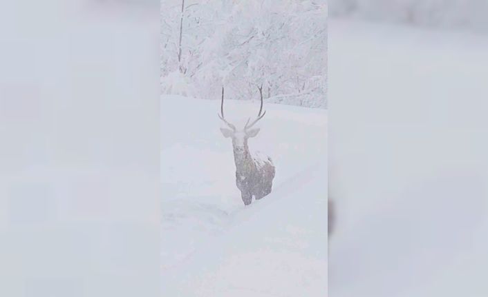 Karla kaplı alanlarda kızılgeyik güzelliği