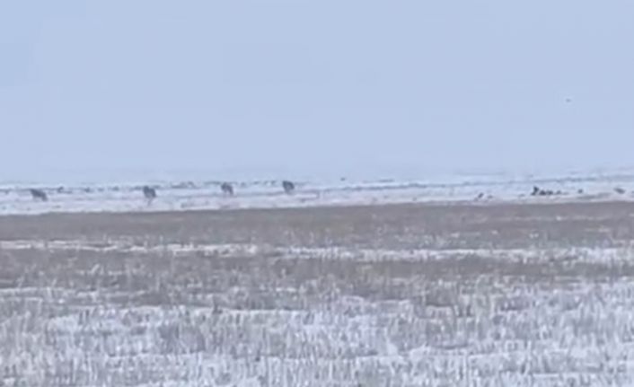 Kars’ta aç kalan kurtlar köylere indi